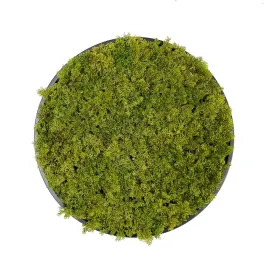 Artificial reindeer moss wall circular art panel MDF Black - 50cm