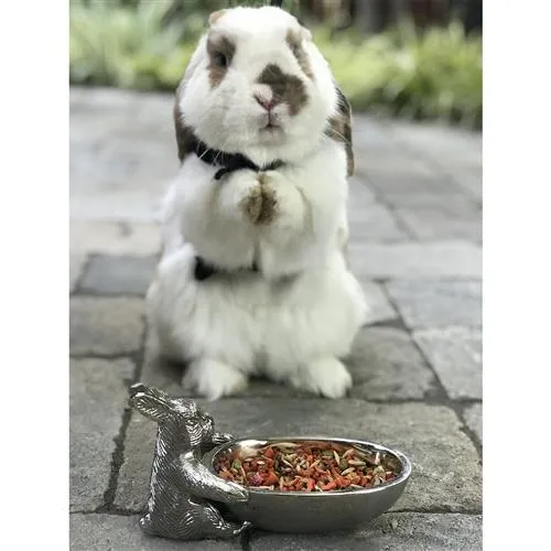 Chinchilla Treat Sampler