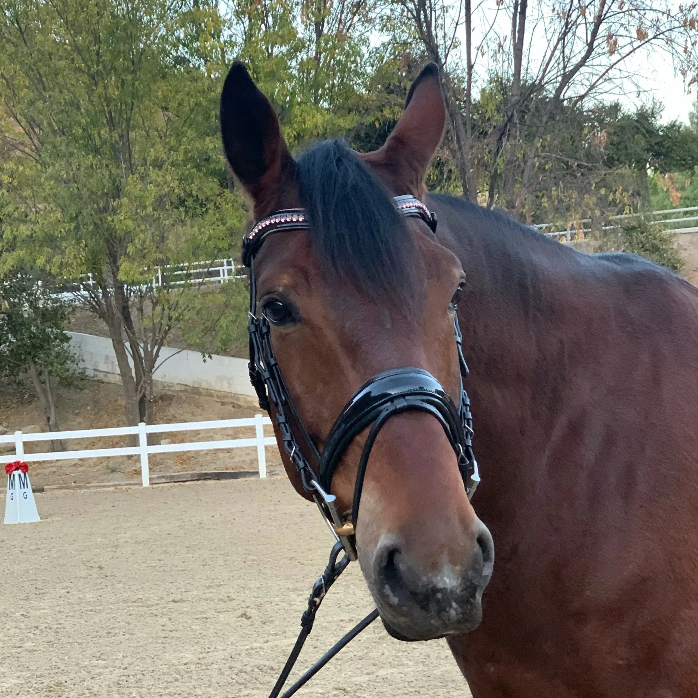 Crystal Patent Browband - Glittering Rose