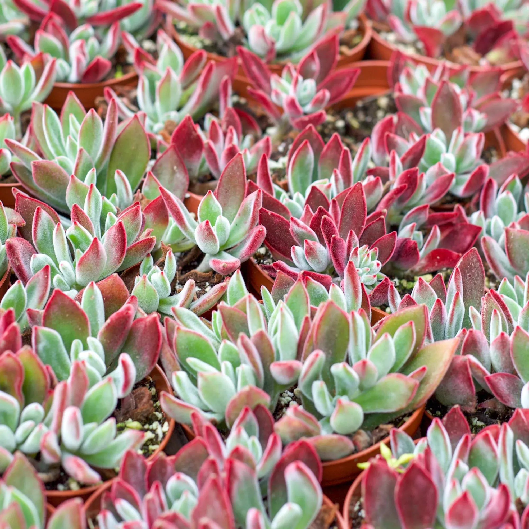 Echeveria harmsii 'Ruby Slippers'