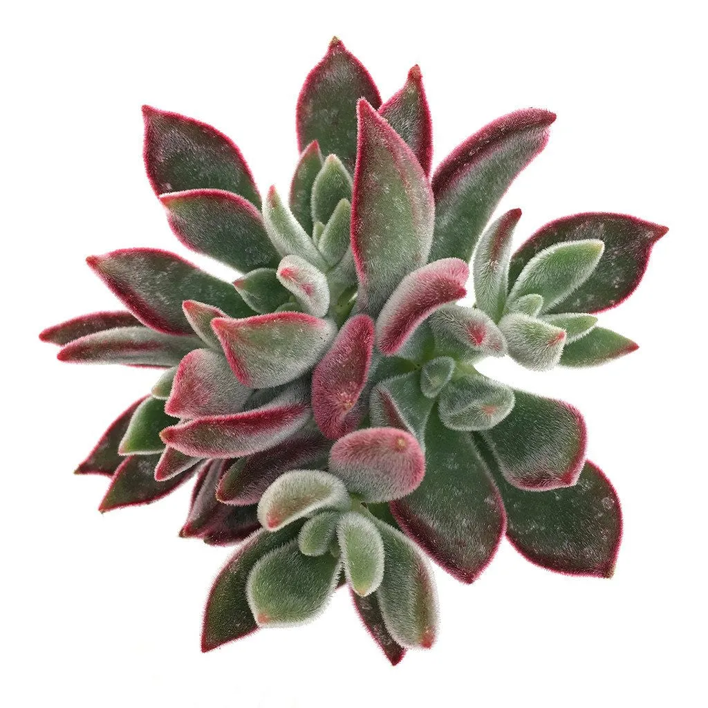 Echeveria harmsii 'Ruby Slippers'