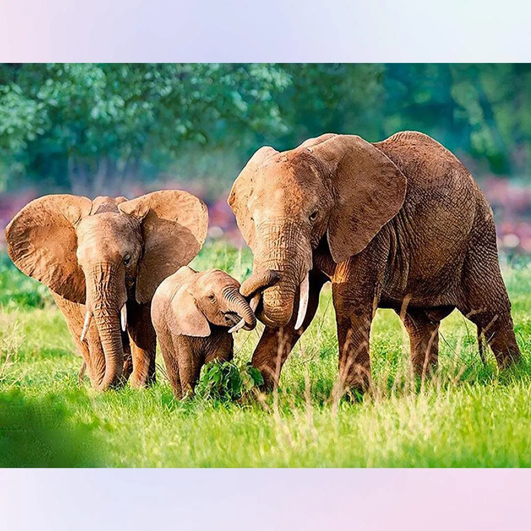 Elephant Parent-child Interaction