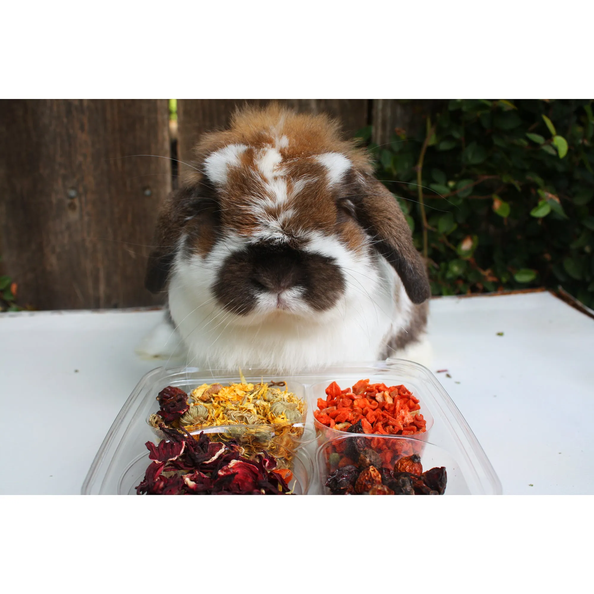 Herbivore Treat Variety Pack