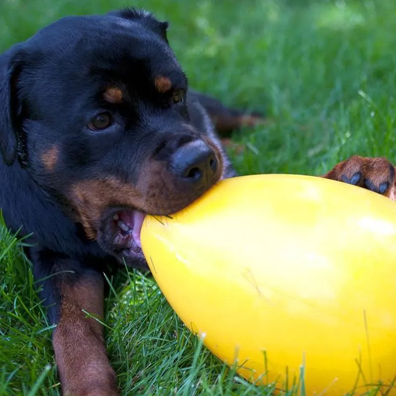 Jolly Pets Egg - Hard Plastic Play Toy