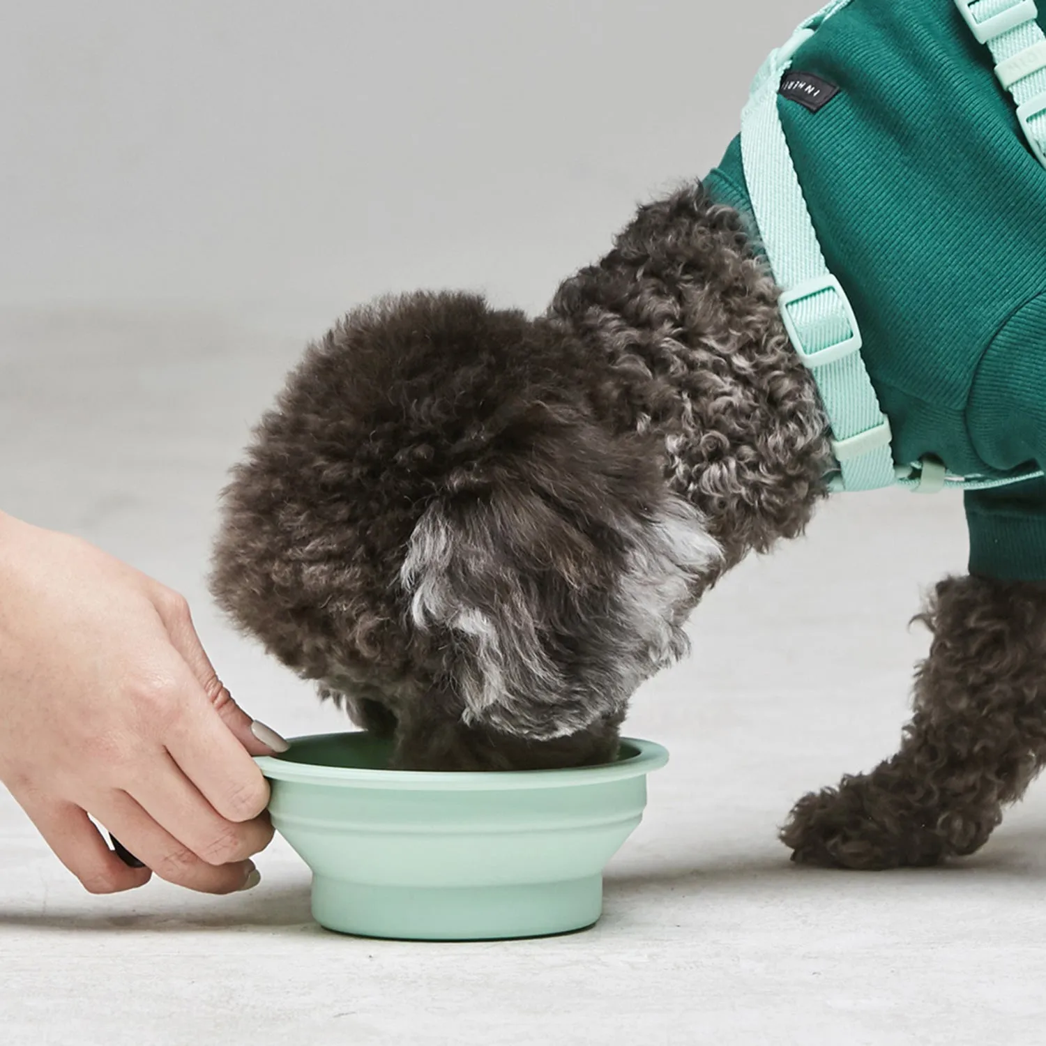 Macaron Collapsible Travel Pet Bowl