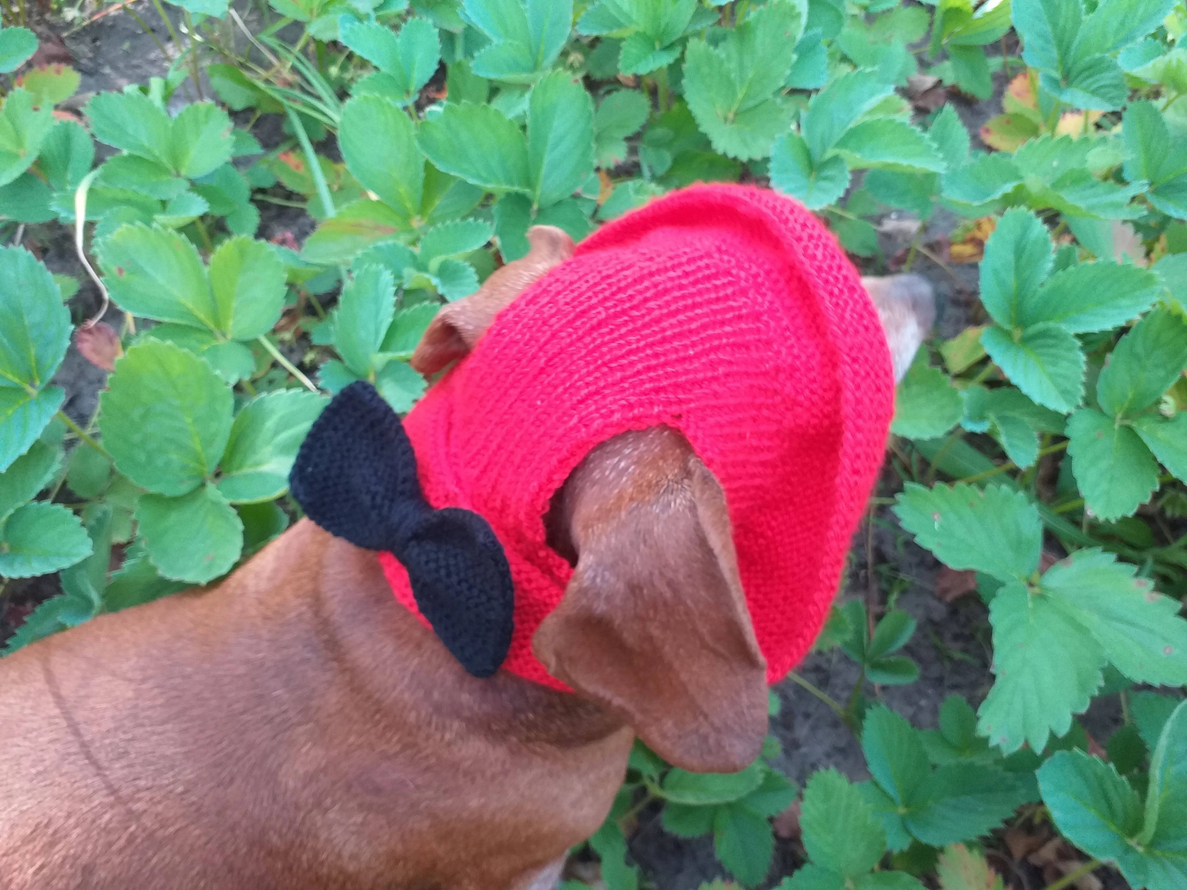 Pet clothes red summer hat with black bow, panama for dachshund