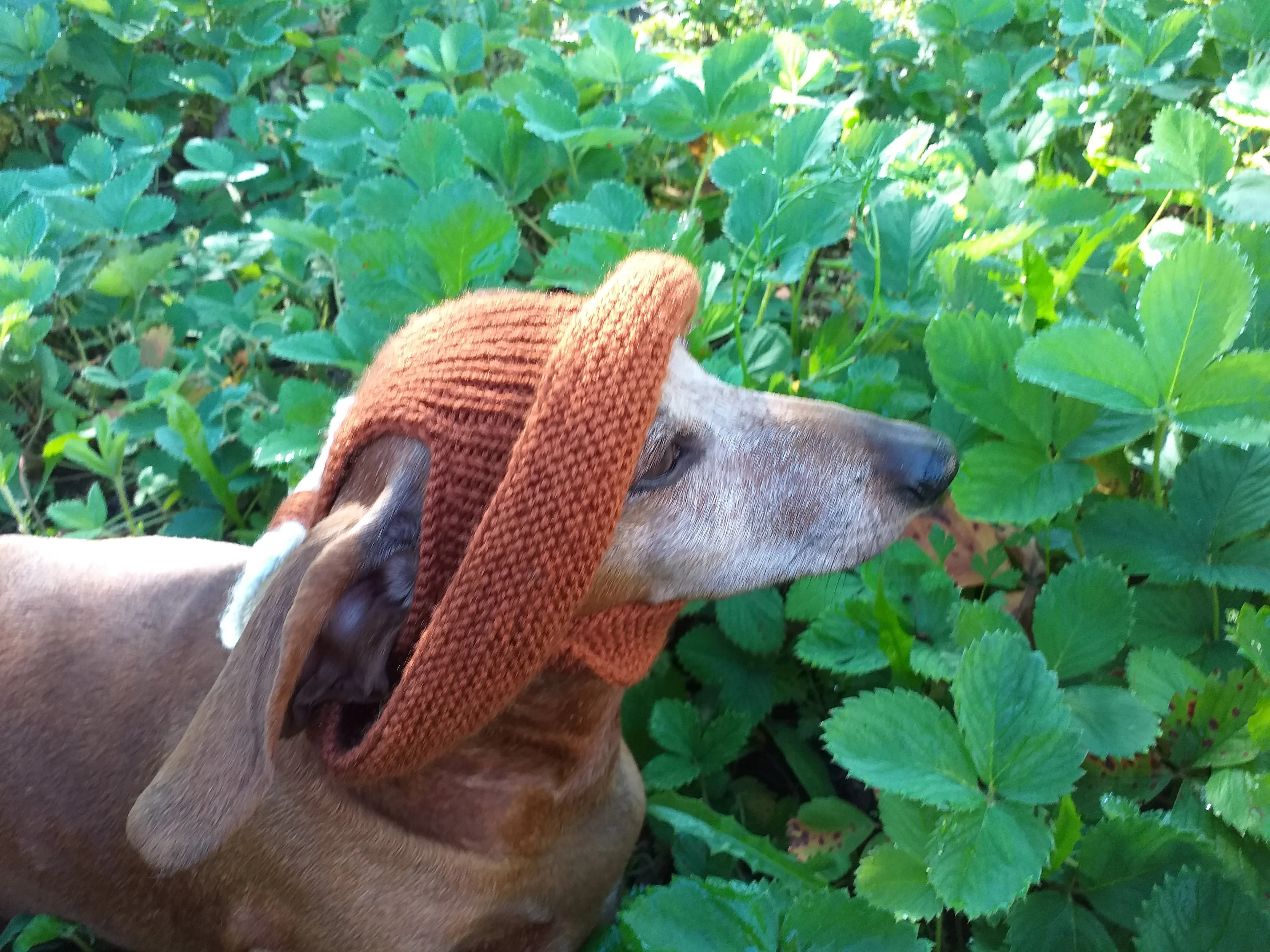 Pet clothes summer hat, panama for dachshund