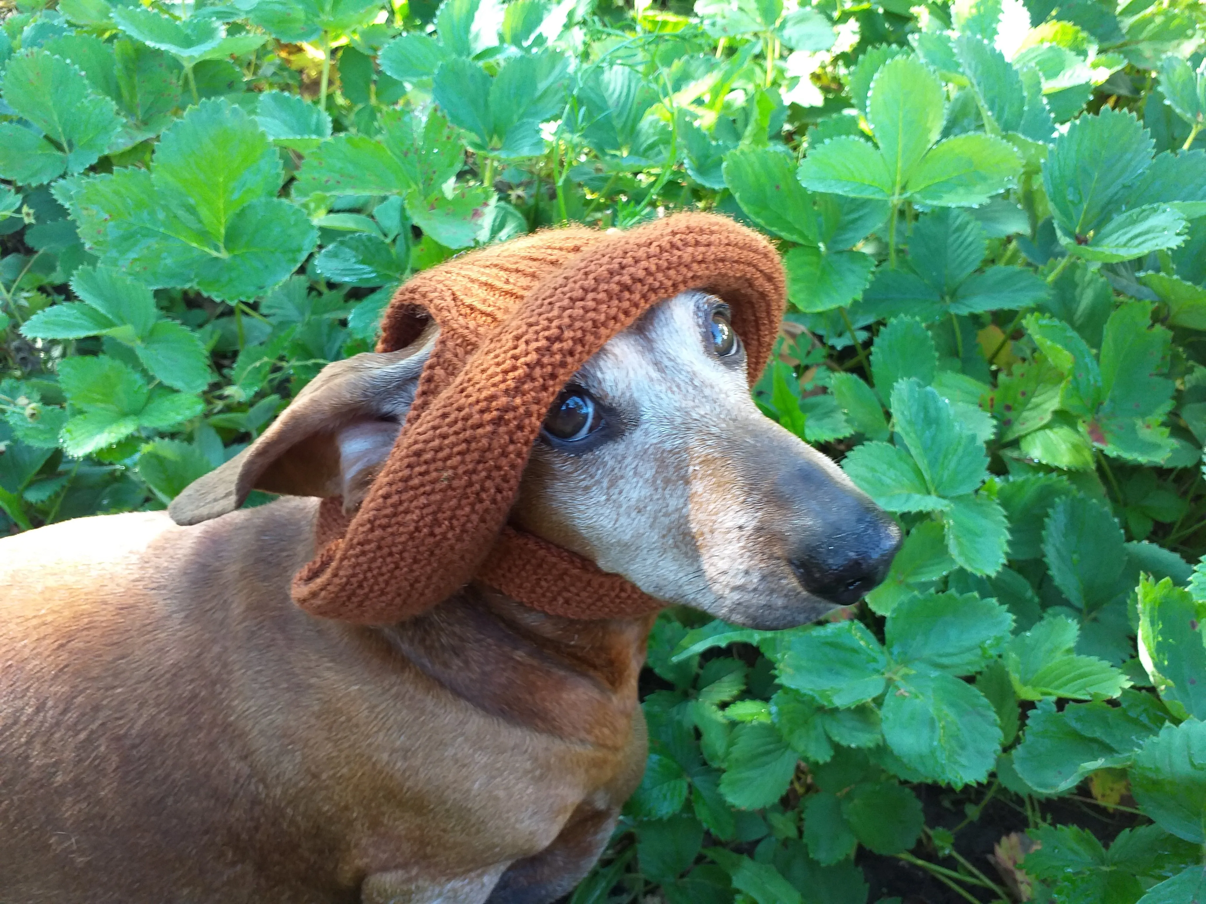 Pet clothes summer hat, panama for dachshund