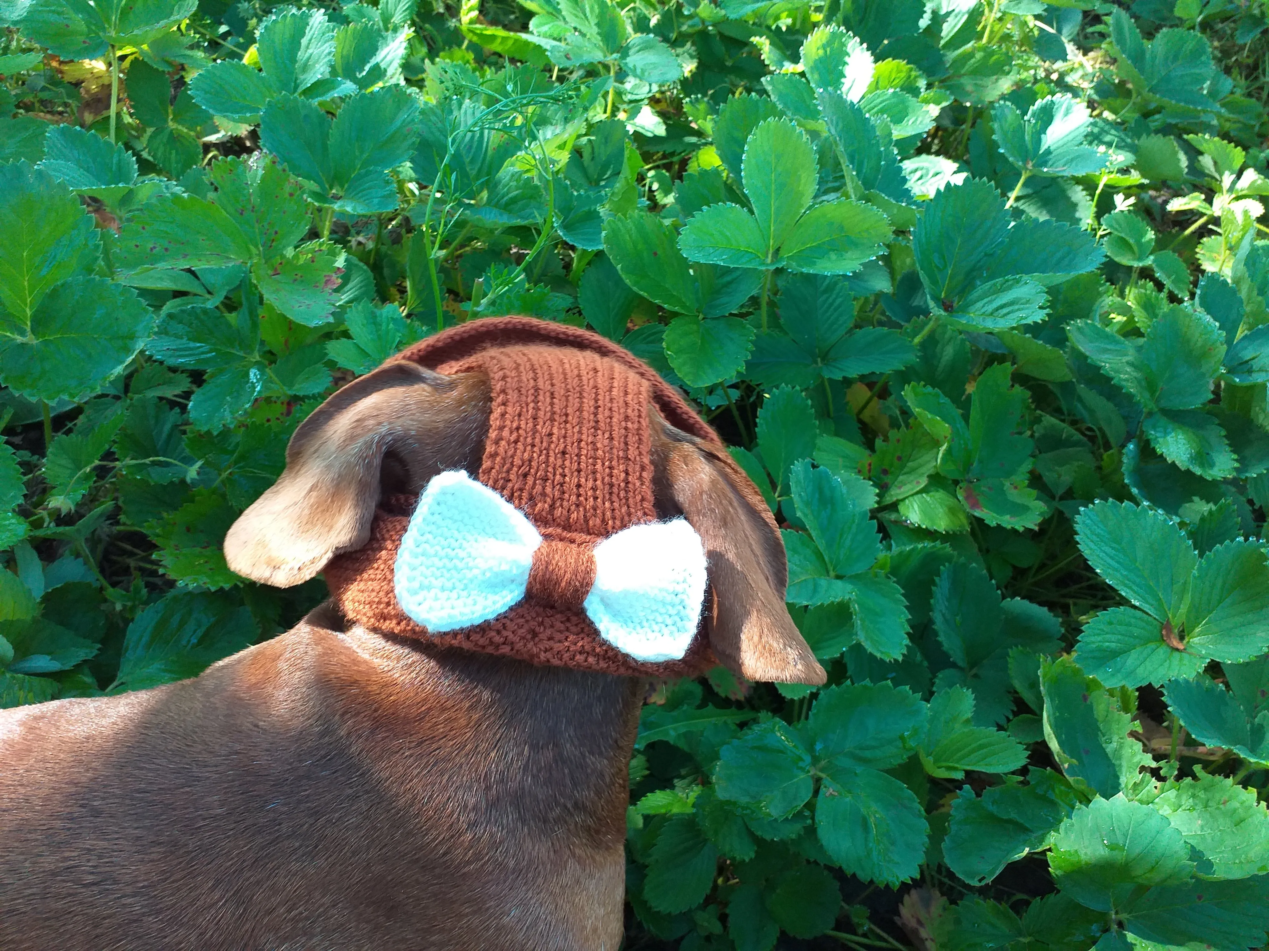 Pet clothes summer hat, panama for dachshund