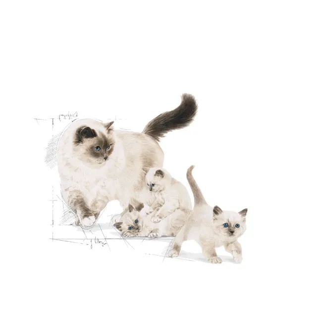 Royal Canin Mother & Baby Cat