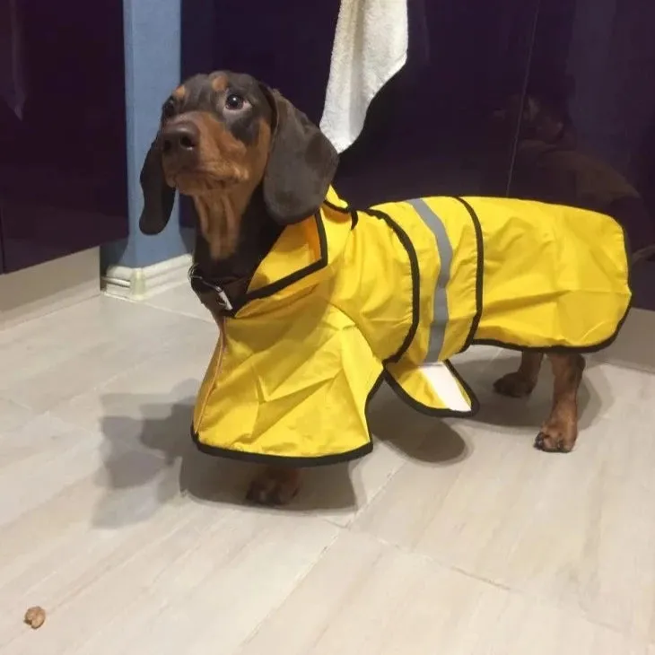 Sporty Dachshund Raincoat