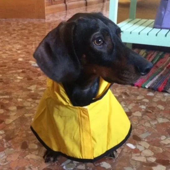 Sporty Dachshund Raincoat