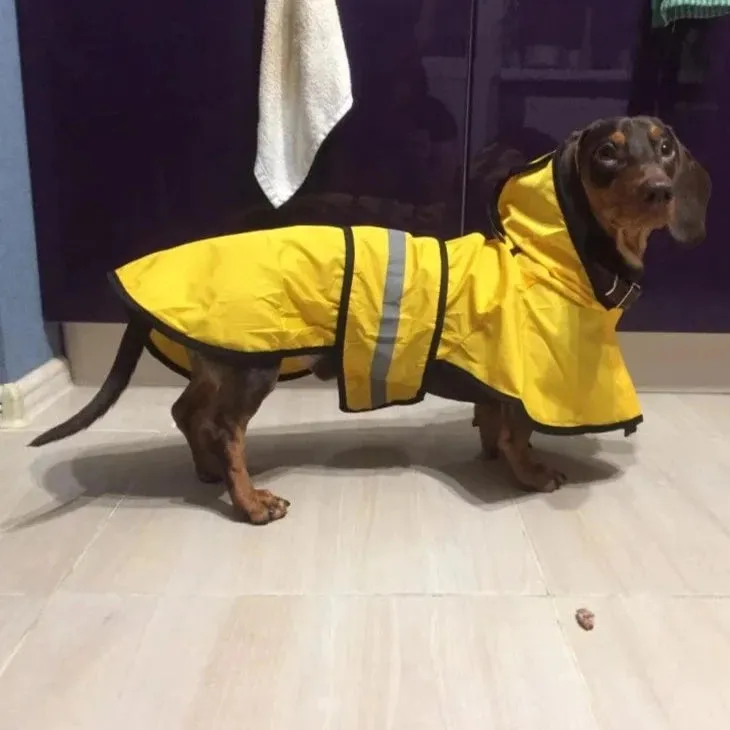 Sporty Dachshund Raincoat