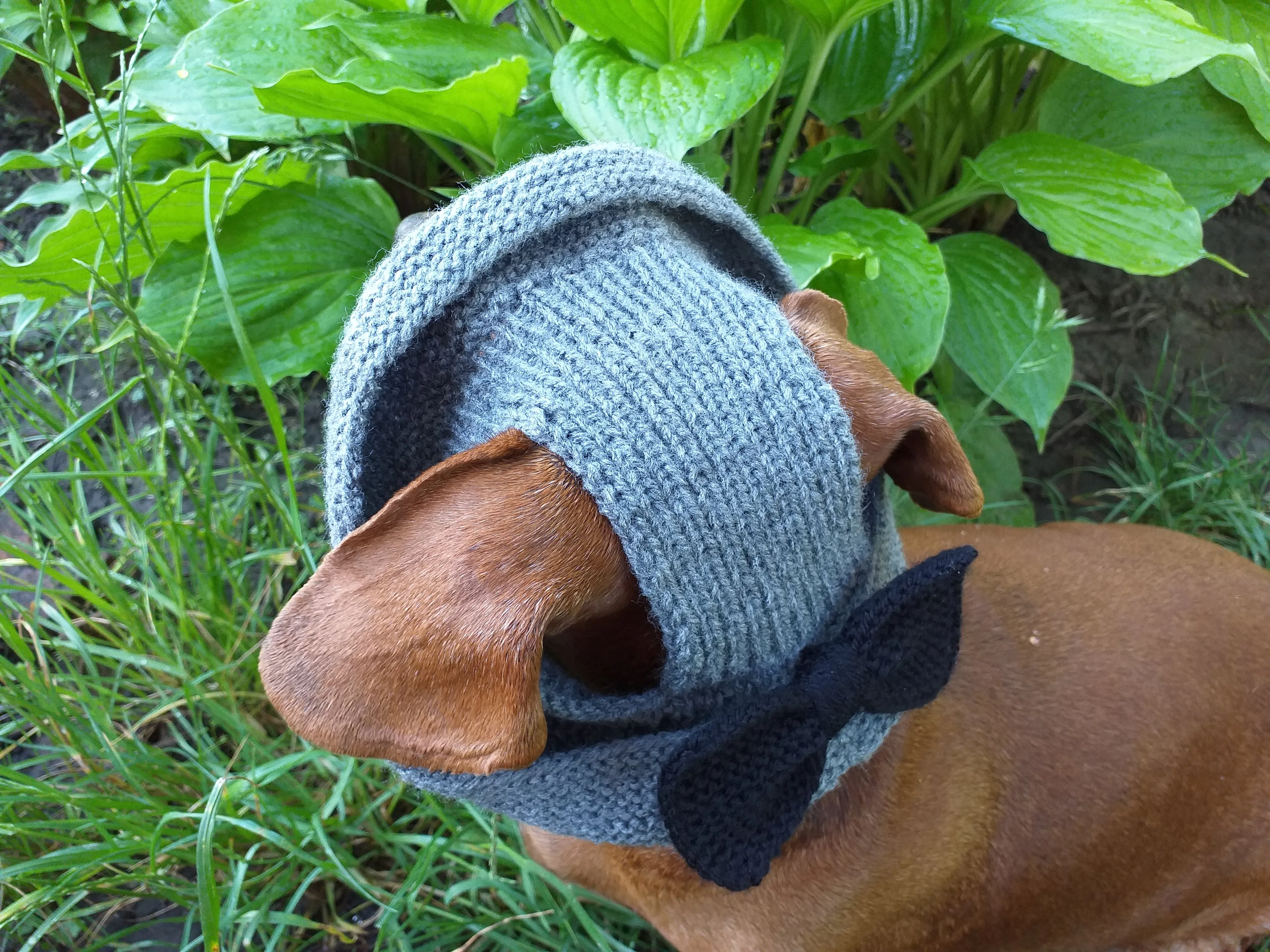 Summer hat Panama for the dog gray with black bow, summer clothes for pets