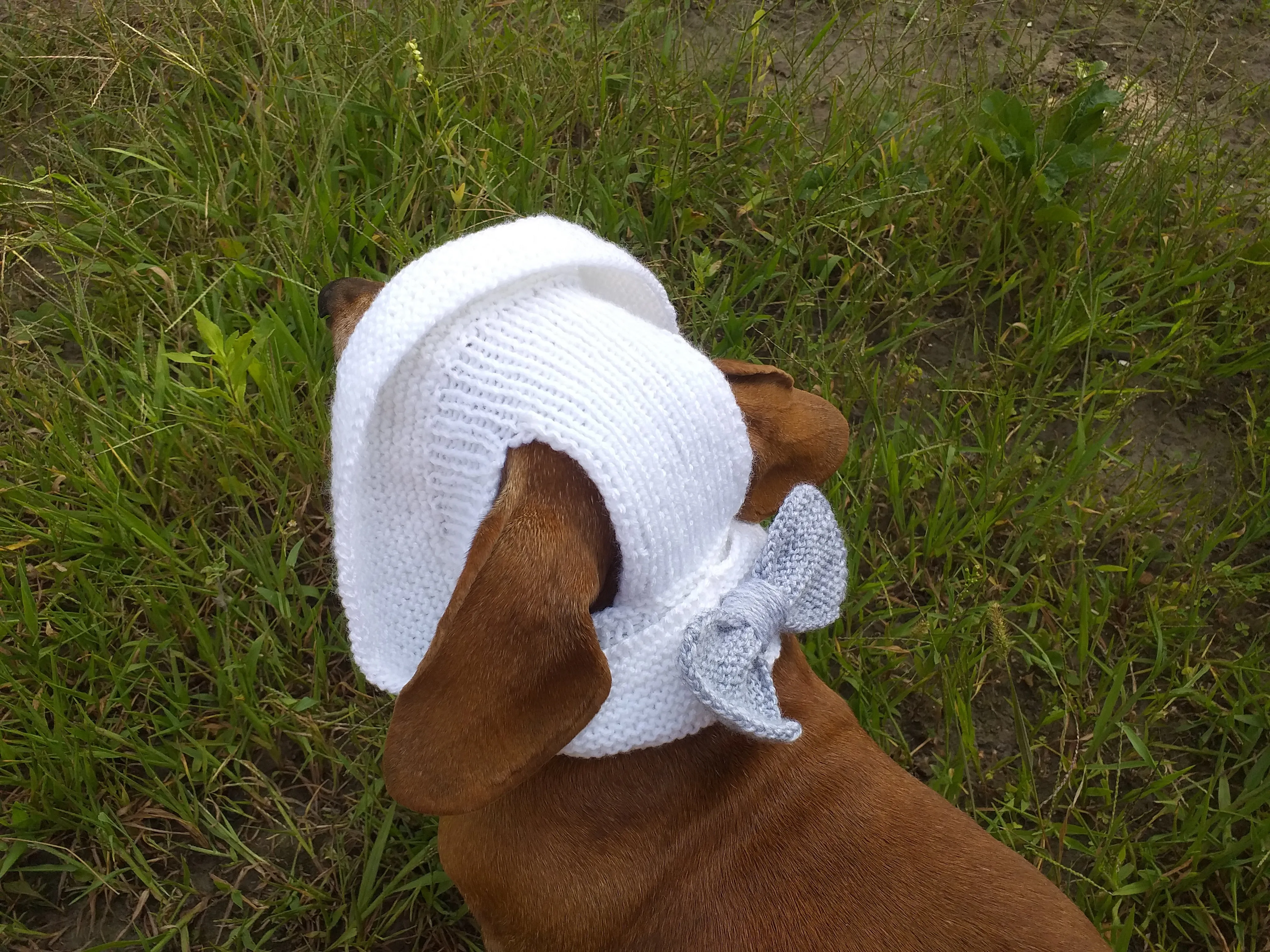 Summer knitted hat for dogs, panama for dogs,  hat for dog