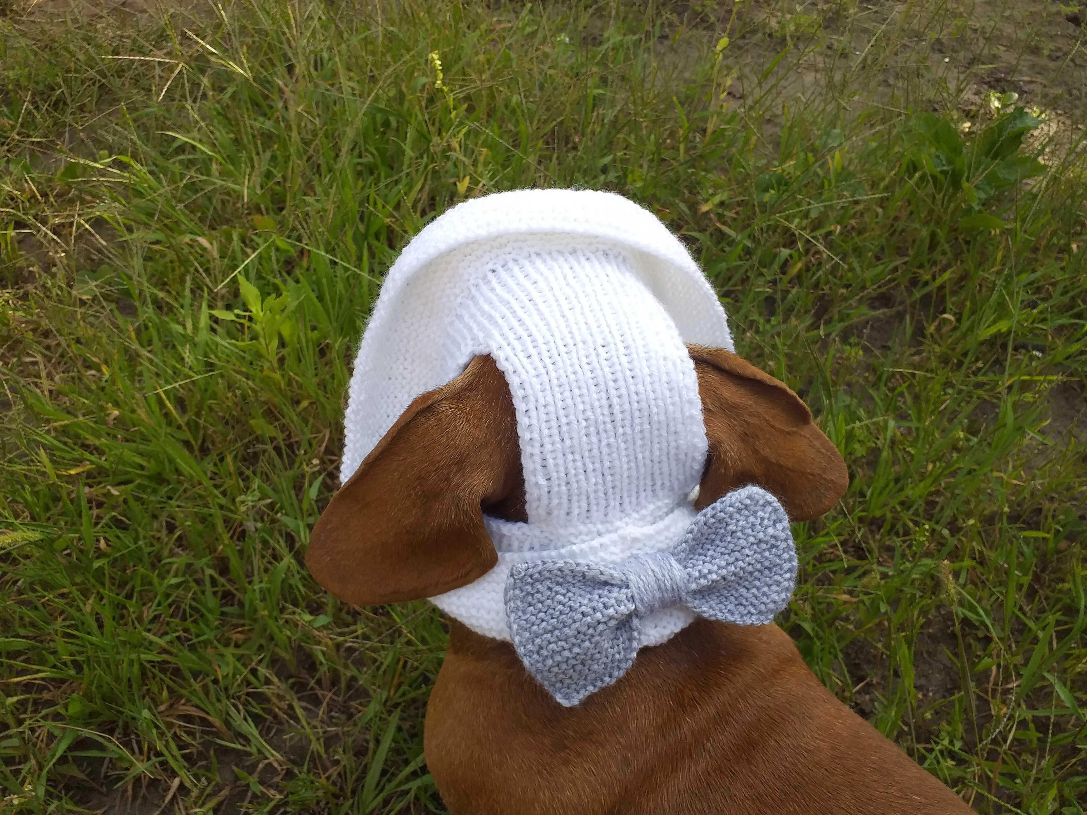 Summer knitted hat for dogs, panama for dogs,  hat for dog