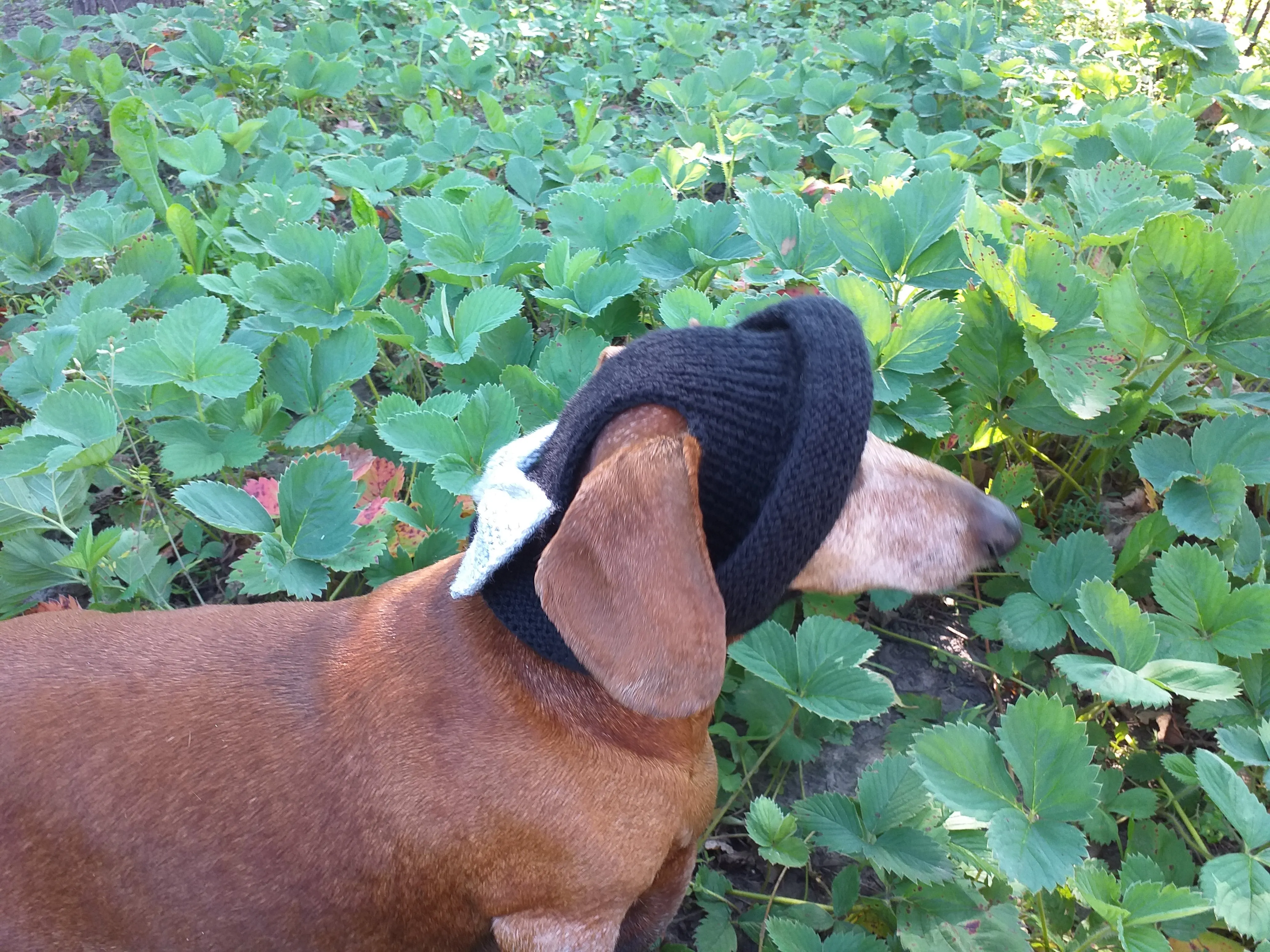 Summer knitted Panama for a dog black with a gray bow, panama for dachshund