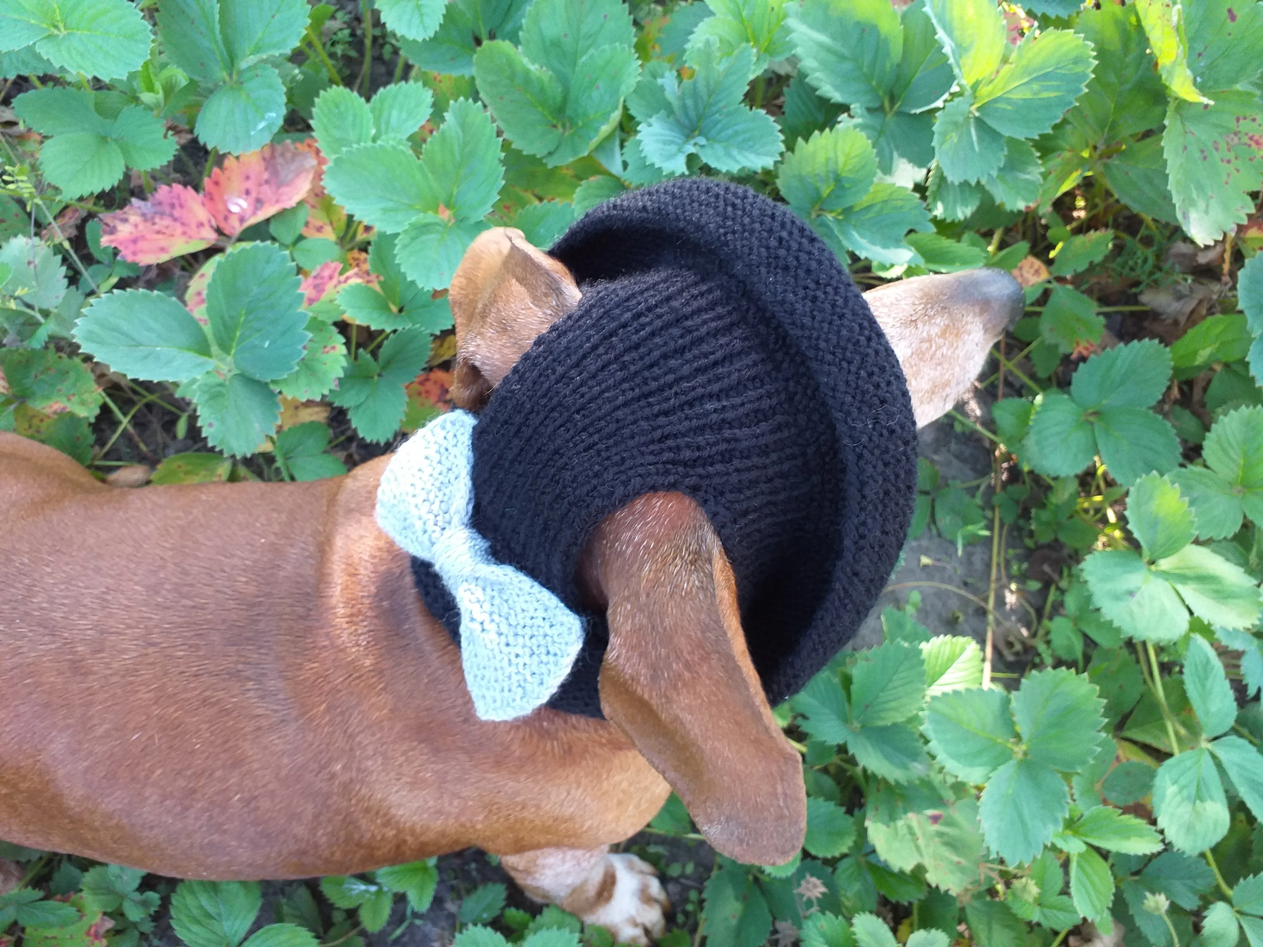 Summer knitted Panama for a dog black with a gray bow, panama for dachshund